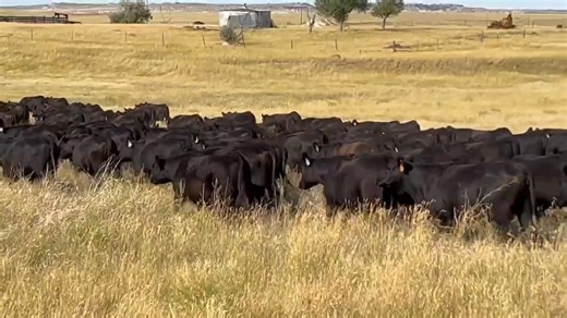 5K views · 61 reactions | Selling Monday, November 24th Brandon Moody 104 Blk Angus Hfrs, Bred to Sons of Connealy KingAir, SAV America, CF: Feb. 15-April 5 (80 head to CF: Feb. 15 for 25 days; 24 head to CF: in the Second Cycle), Shots: Preg Guard 10, Vira Shield 6. Scour Guard, 1-iron | Torrington Livestock Markets | Facebook