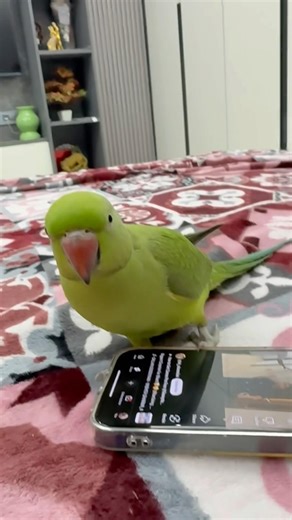 Parrot sound 🥰 #parrot #mithu #talkingparot