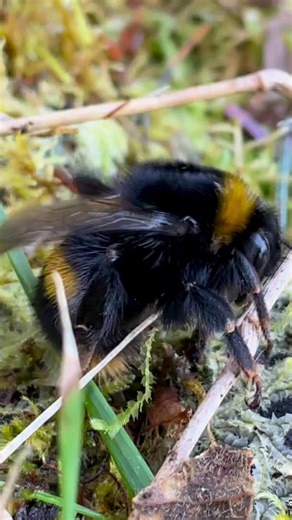 Shhh! This Buff-tailed bumblebee queen may have recently emerged from hibernation – so what is she doing here? 👑🎶 🔊 If you listen closely, you can hear the sound of the queen's wings vibrating together. She appears to be basking on the mossy bank as she is too cold to fly. 🌡️ On a cool, sunny day like this, a bumblebee can raise their body temperature by dislocating their wings and shivering their flight muscles to reach the snug 30°C they need to fly. This is the buzzing you can hear. 👋 Th