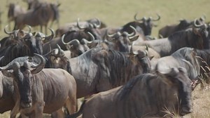 Wildebeests Known Gnus By Millions Gather Stock Footage Video (100% Royalty-free) 1094094715 | Shutterstock