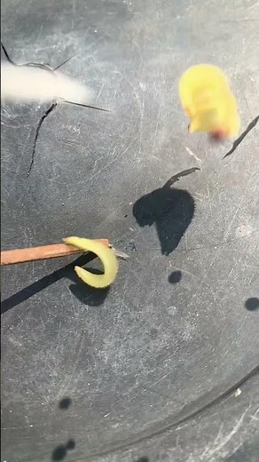 Satisfying Flower Seeds Exploding