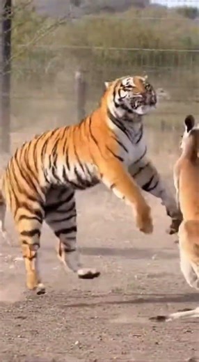 Strong Kangaroo Mom and Opportunistic Hyenas