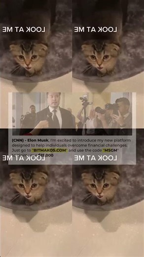 Laughing Out Loud With Hilarious Derpy Cat Moments – Synth Groove #25 566s