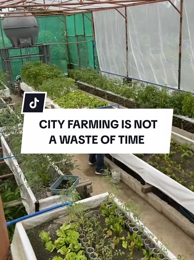 Aquaponics Urban Farming: Grow Veggies and Fish Together