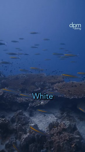  WHITE ROCK in Koh Tao is one of Koh Tao’s most beloved dive sites,...