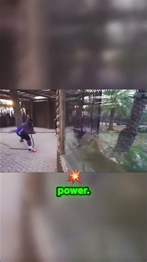 Bodybuilder vs. Lioness: Who's REALLY Stronger?