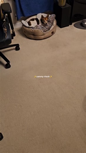 Caring for Senior Dogs: Keeping Them Healthy