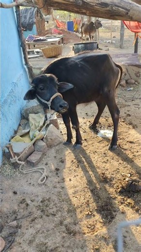 Real Buffalo Calling Sound | Wild Nature Audio That Will Shock You!