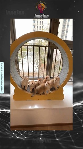 My Furry Household