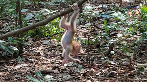 Little baby monkey Lucie try to actively & climb trees skills Climb up on Tree | Monkey Helping