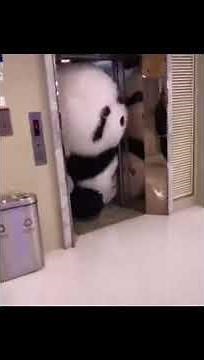 Walking Inflatable Panda Costume for Stage Decoration