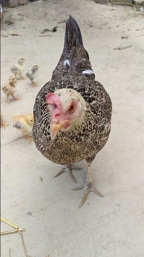 Real Life Egg Hatching 🥚🐣 Broody Hen Protecting and Raising Chicks