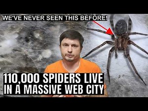 Cave in Europe Is Full of 110,000 Social Spiders Living in a Web City