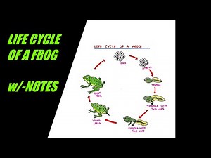 How to draw and colour LIFE CYCLE OF A FROG / w/-NOTES / EASY / SCIENCE / BIOLOGY / Step by step