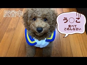 #20【う○ち食べちゃうトイプードル】食糞を絶対やめさせたい”飼い主”VS 絶対食べちゃう”犬”