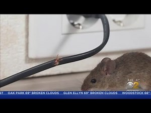 Mice Return After Woman Spends $600 On Exterminator