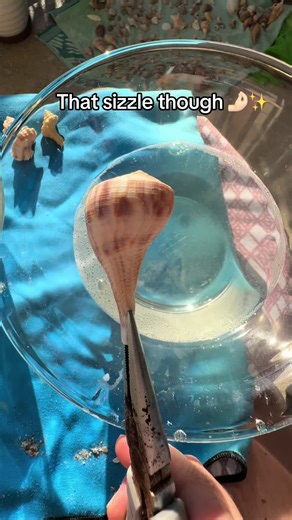 Perfecting Your Shell Cleaning Technique