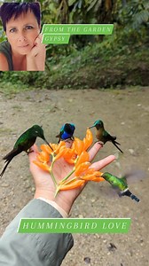 35K views · 2.3K reactions | Hummingbirds eating out of her hand ... love it 殺 Follow for more! @thegardengypsync #hummingbird #hummingbirds #hummingbirdsofinstagram #animals #birds #reels #reelsinstagram #reelsvideo #reelsviral #cute #amazing #cool #naturelovers #animallovers | The Garden Gypsy. | Facebook