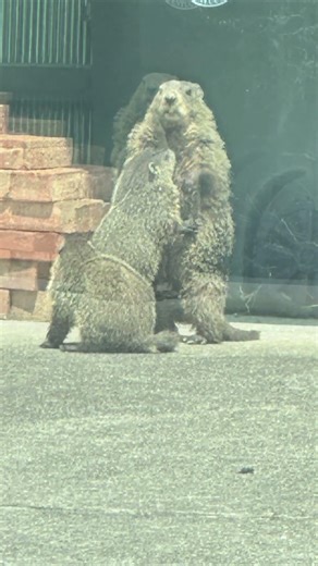 Urban Groundhogs Out for a Stroll...