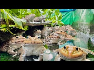 Observed Frogs Behavior and Movement | Watch How Frogs Move and Act in Nature 🐸🌿 #shortvideo #frog