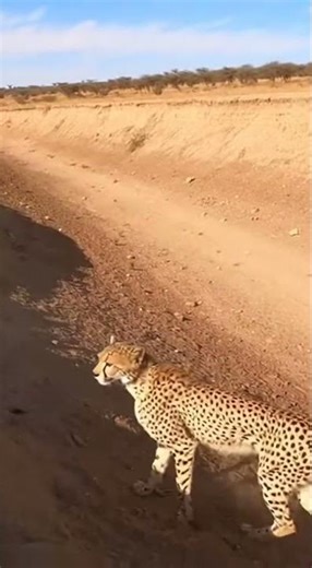 Cheetah Runs Along a Dry Riverbank