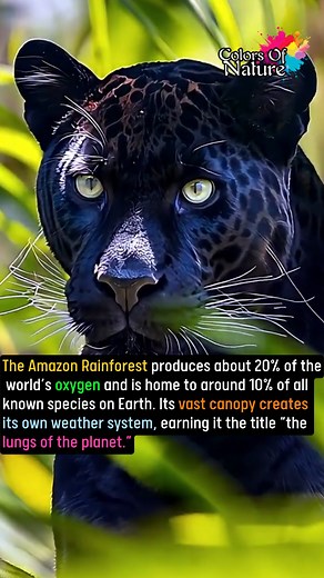 Amazon Rainforest | Colors Of Nature