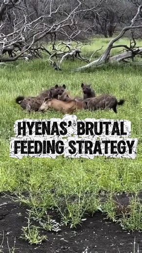 Hyenas’ Brutal Feeding Strategy.