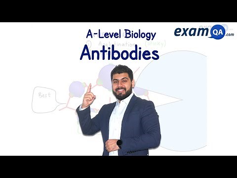 Antibodies | A-Level Biology