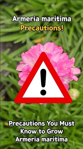 Armeria maritima care Precautions