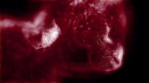 Study of cell division through microscope. Abstract animation of dark red cells for any medical, technological and similar projects.
