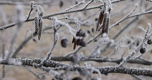 frost-covered branches and cones and catkins of the alder tree, deciduous alder tree without foliage in early spring after frosts