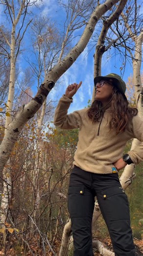 pepper | discovery & adventure on Instagram: "comin’ at chya with another TREE TALK! and this one’s on the ETNA BIRCH. and this one’s textbook when it comes to allopatric speciation. this type of speciation is the process of new species forming when a population becomes split by a geographic barrier (like Sicily separating from the mainland) leading to reproductive isolation and the evolution of a distinct group! ISN’T THAT JUST SO FASCINATING OMG! etna birch were on my bucket list of trees i’d 