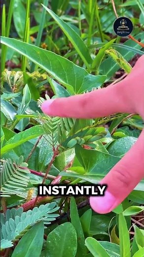 The Plant That Closes When Touched 🌿 || #plantfacts #naturefacts #amazingfacts