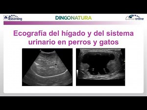 Curso AVEPA Elearning: Ecografía del hígado y del sistema urinario en perros y gatos