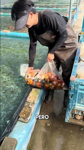 Why does Japan put LIVE fish in its sewers? 🐟🇯🇵