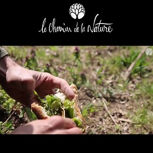 🌿 Découvrez notre formation du Cueilleur, la formation en ligne complète pour cueillir, se nourrir, se soigner par les plantes et faire ses remèdes 🌱 | Le Chemin de la Nature