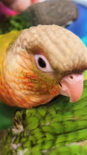 Baby conures cuddling evening laptime #conure #parrot #handfeeding #shorts