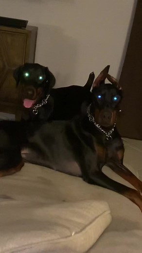 Scary dobies ? #doberman #dog #dobermanpinscher #dogtok #velcrodog