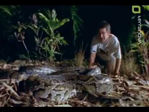 Riesenschlangen (1/2)