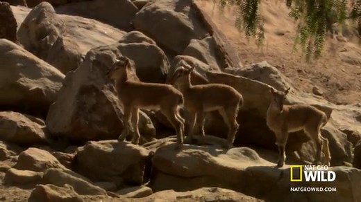 Ibex Fun Facts for Kids (All You Need to Know!)