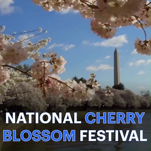 33K views · 45 reactions | SAVE THE DATE: The National Cherry Blossom Festival is just a few weeks away!  | News 12 | Facebook