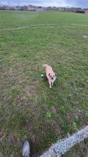 She’s still got it #thatborderdixie #fyp #dogcommunity #terrier | terrier