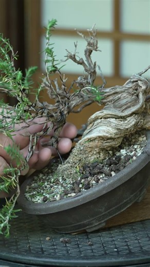 Thyme as Bonsai? Let's see! #thyme #herbs #herbal #bonsai #plant #diy #diyprojects #diycrafts