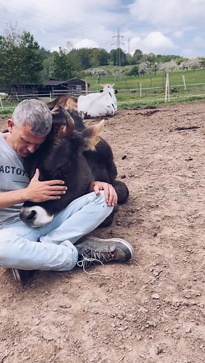 6.5M views · 579K reactions | Happy Birthday Mogli, my friend! Two years ago I was allowed to carry you home in my arms. You were so small and sick. A few times we had to take you to the clinic. But your will to live has always been strong Today you are a healthy, proud and so loving guy. Thank you for your love. | Joar Berge | Facebook