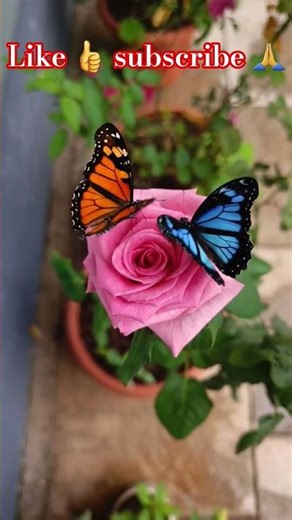 Beautiful Pink Rose 🌹 #shortvideo #ai #aishorts #aianimation #rose #beautiful #pink #shorts#ytshorts