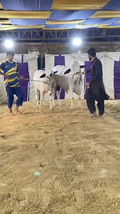 Crazy Cattle on Reels