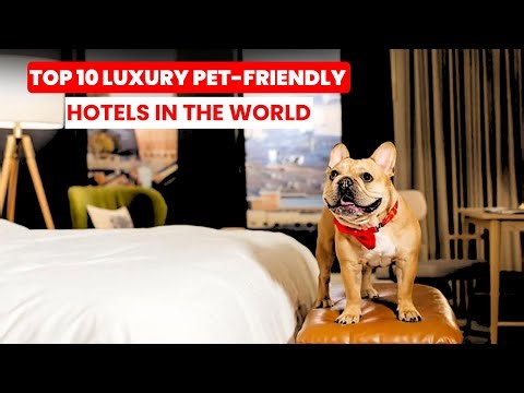 Top 10 Luxury Pet-Friendly Hotels in the World || Where Pets Vacation in Style