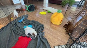 5.5K views · 681 reactions | Cavapoo puppy playtime ♥️ | Puppy Perfectionist | Facebook