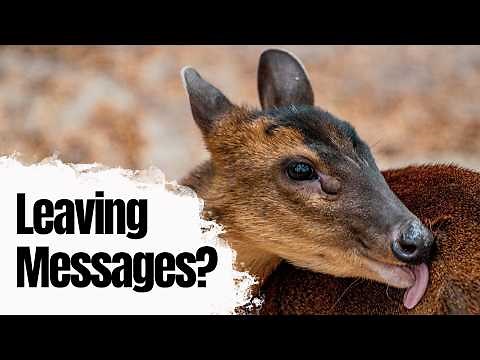 How UK Wildlife is Secretly Communicating!