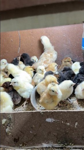 New born baby chicks BROODER